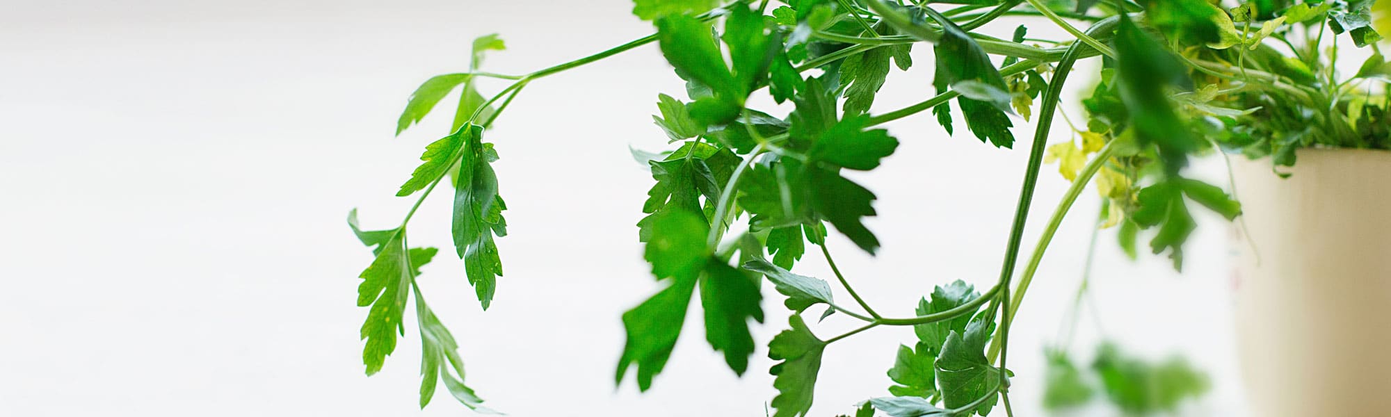 Healthy Recipe Hempseed Tabouli